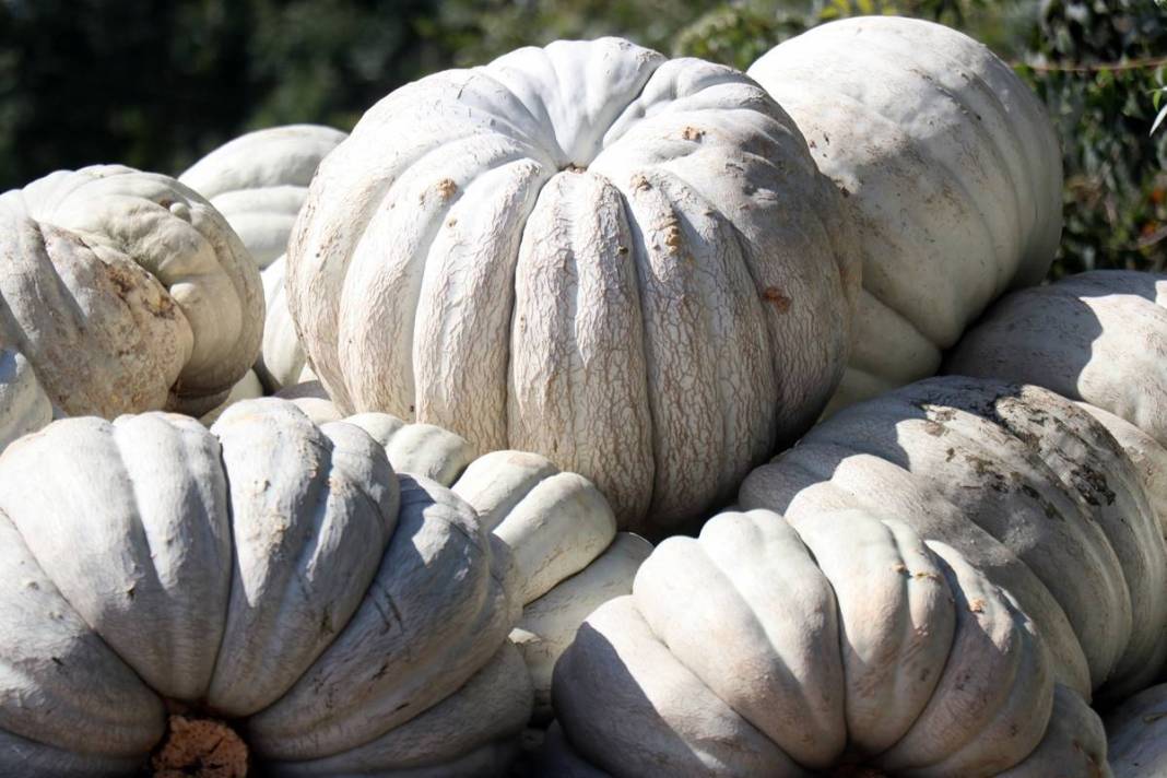 O ilimizde yetişiyor: Almanlar ve İtalyanlar kapış kapış alıyor! Çorba, lokum, marmelat, reçel yapılıyor 15